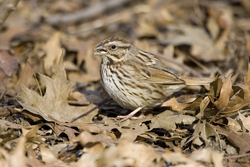 Song Sparrow