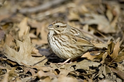 Song Sparrow