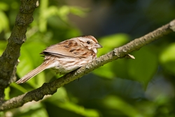 Song Sparrow