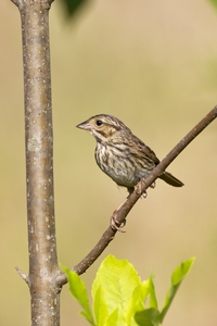 Song Sparrow