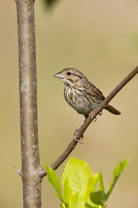 Song Sparrow