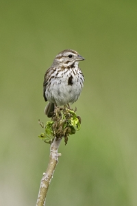 Song Sparrow