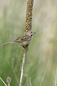 Song Sparrow