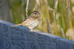 Song Sparrow