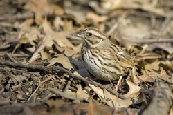 Song Sparrow