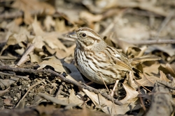 Song Sparrow