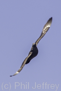 South Polar Skua