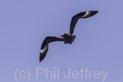 South Polar Skua