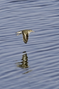 Spotted Sandpiper