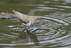 Spotted Sandpiper