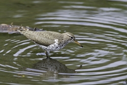 Spotted Sandpiper
