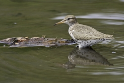 Spotted Sandpiper