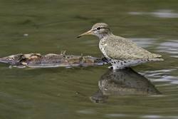 Spotted Sandpiper