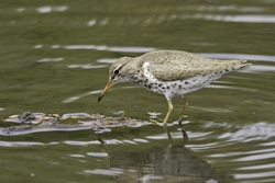 Spotted Sandpiper