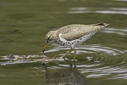Spotted Sandpiper