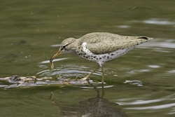 Spotted Sandpiper