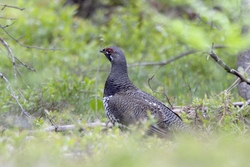 Spruce Grouse