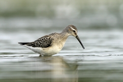 Stilt Sandpiper