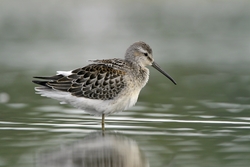 Stilt Sandpiper