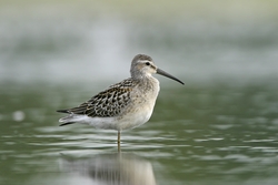 Stilt Sandpiper