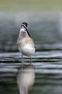 Stilt Sandpiper