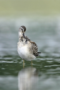 Stilt Sandpiper