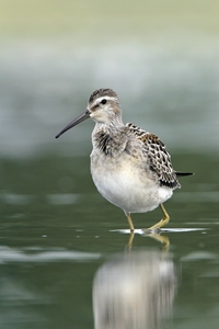Stilt Sandpiper