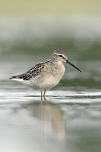 Stilt Sandpiper