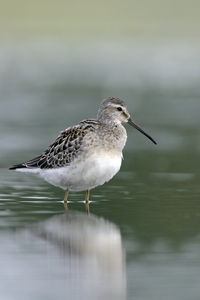 Stilt Sandpiper