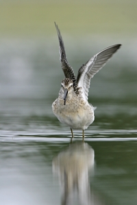 Stilt Sandpiper