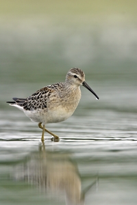 Stilt Sandpiper