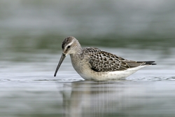 Stilt Sandpiper