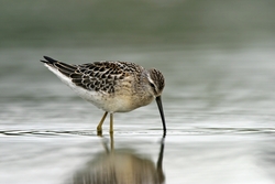Stilt Sandpiper