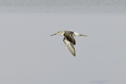 Stilt Sandpiper