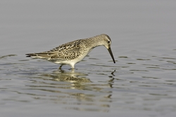 Stilt Sandpiper