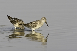 Stilt Sandpiper