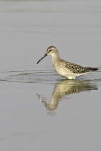 Stilt Sandpiper