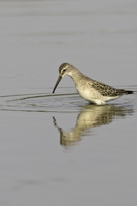 Stilt Sandpiper