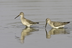 Stilt Sandpiper