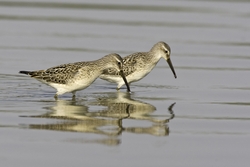Stilt Sandpiper