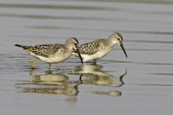 Stilt Sandpiper
