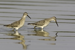Stilt Sandpiper