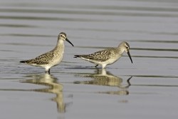 Stilt Sandpiper