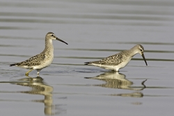 Stilt Sandpiper