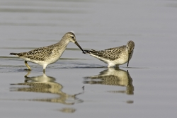 Stilt Sandpiper