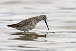 Stilt Sandpiper