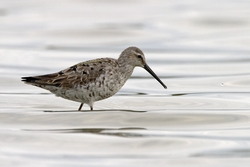 Stilt Sandpiper