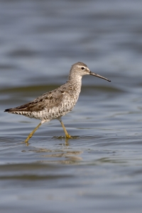 Stilt Sandpiper