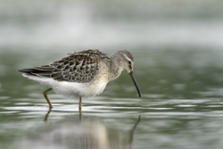 Stilt Sandpiper