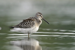 Stilt Sandpiper
